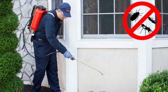 Şişli Uçan Haşere İlaçlama böcek ilaçlama ve haşere kontrolü — ilaclama-tr.com